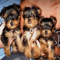 Yorkie pups available 